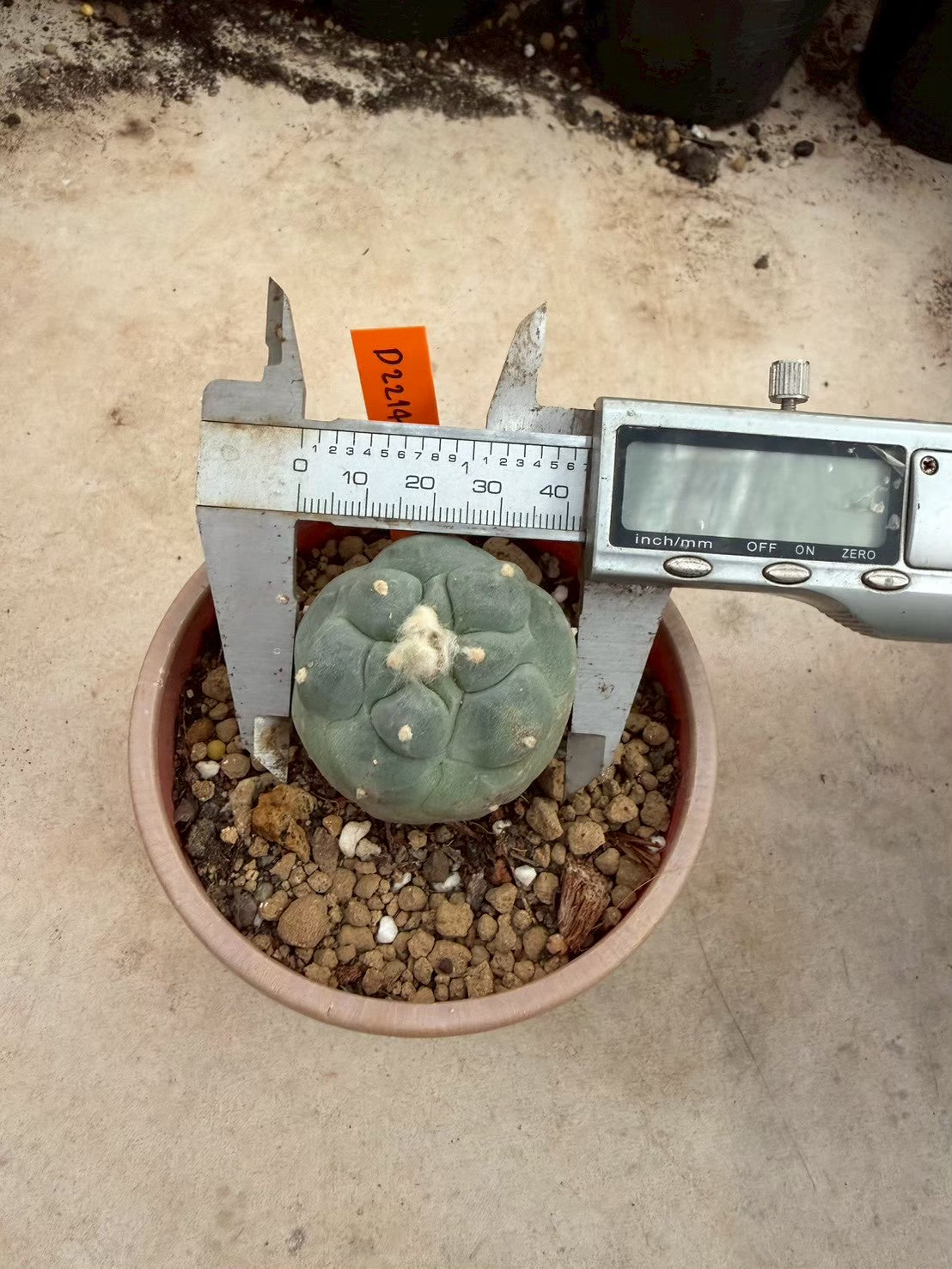 Lophophora fricii Ooibi – Cactus (Seed Grown, 3-3.5 cm, Own Root) 12 years old