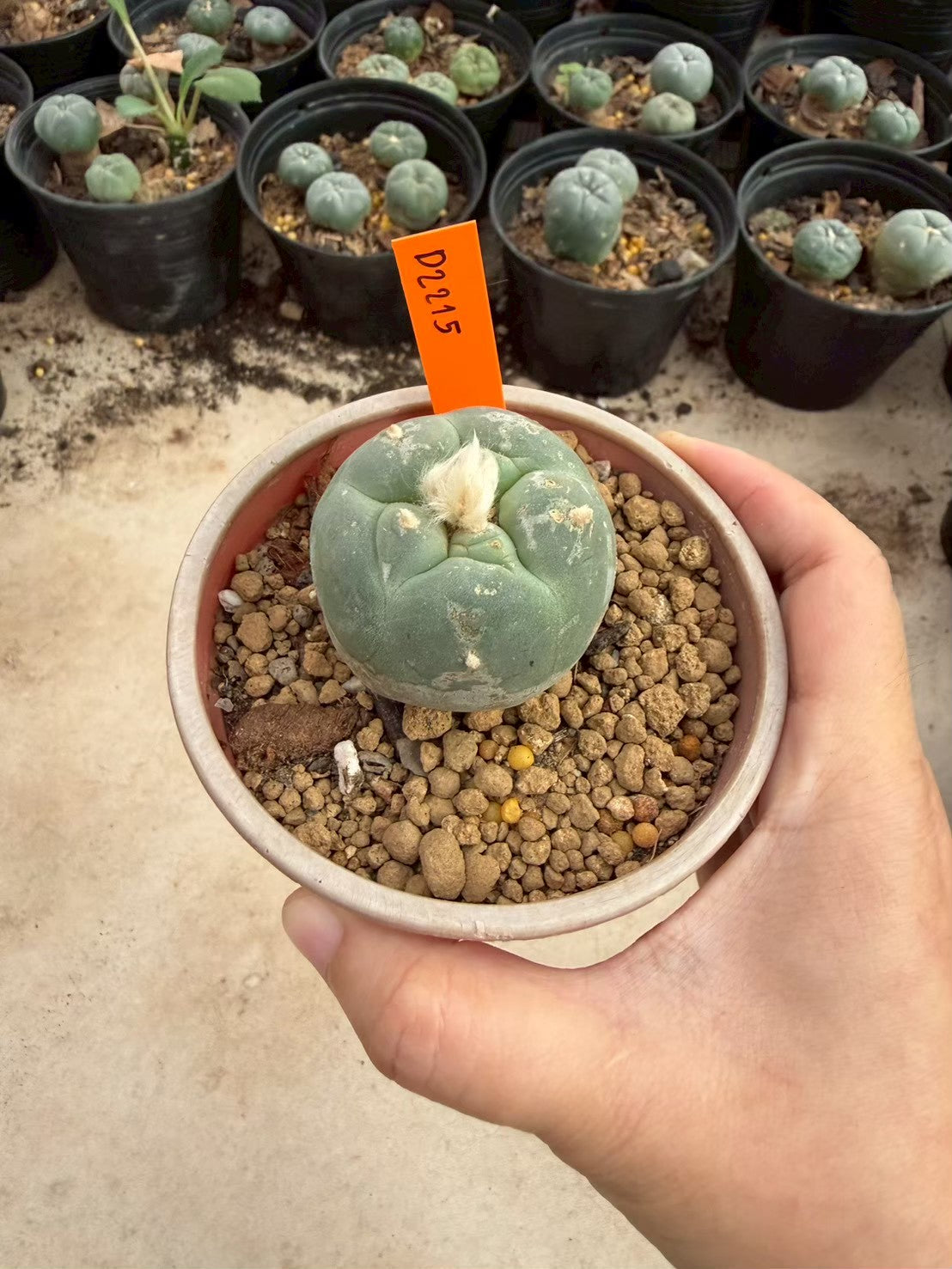 Lophophora williamsii – Peyote Cactus (Seed Grown, 3-3.5 cm, Own Root) 12 years old