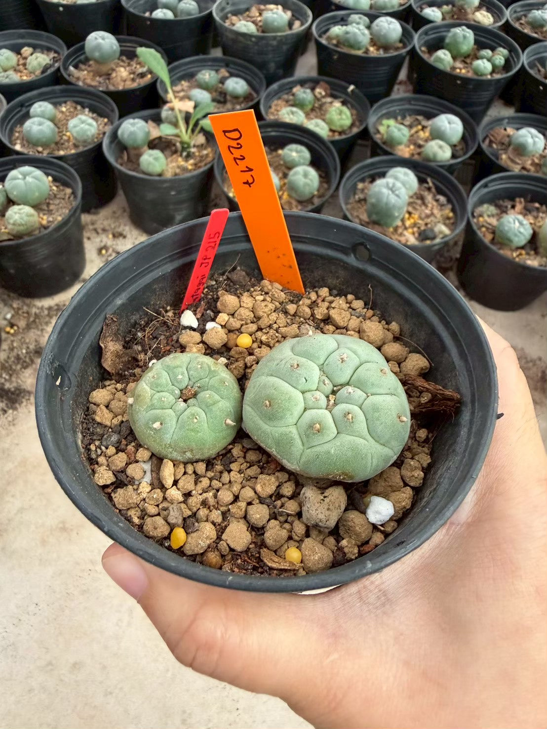 Lophophora williamsii – Peyote Cactus (Seed Grown, 3-3.5 cm, Own Root) 12 years old