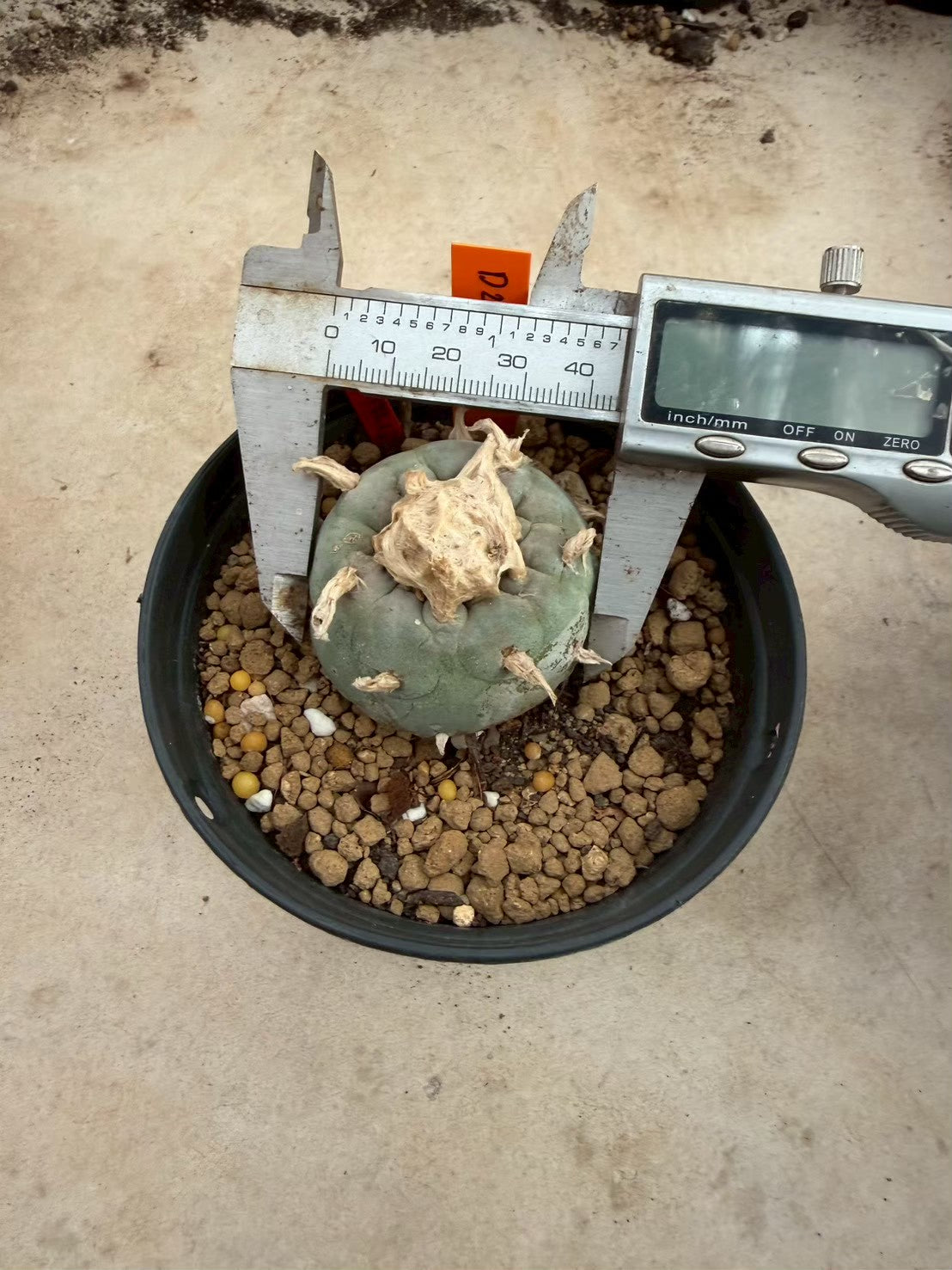 Lophophora williamsii – Peyote Cactus (Seed Grown, 3-3.5 cm, Own Root) 12 years old