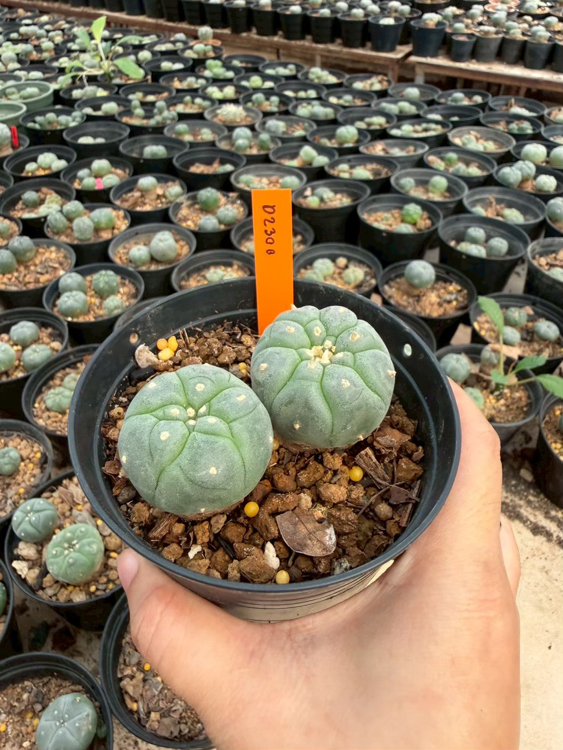 Lophophora williamsii – Peyote Cactus (Seed Grown, 3-3.5 cm, Own Root) 12 years old