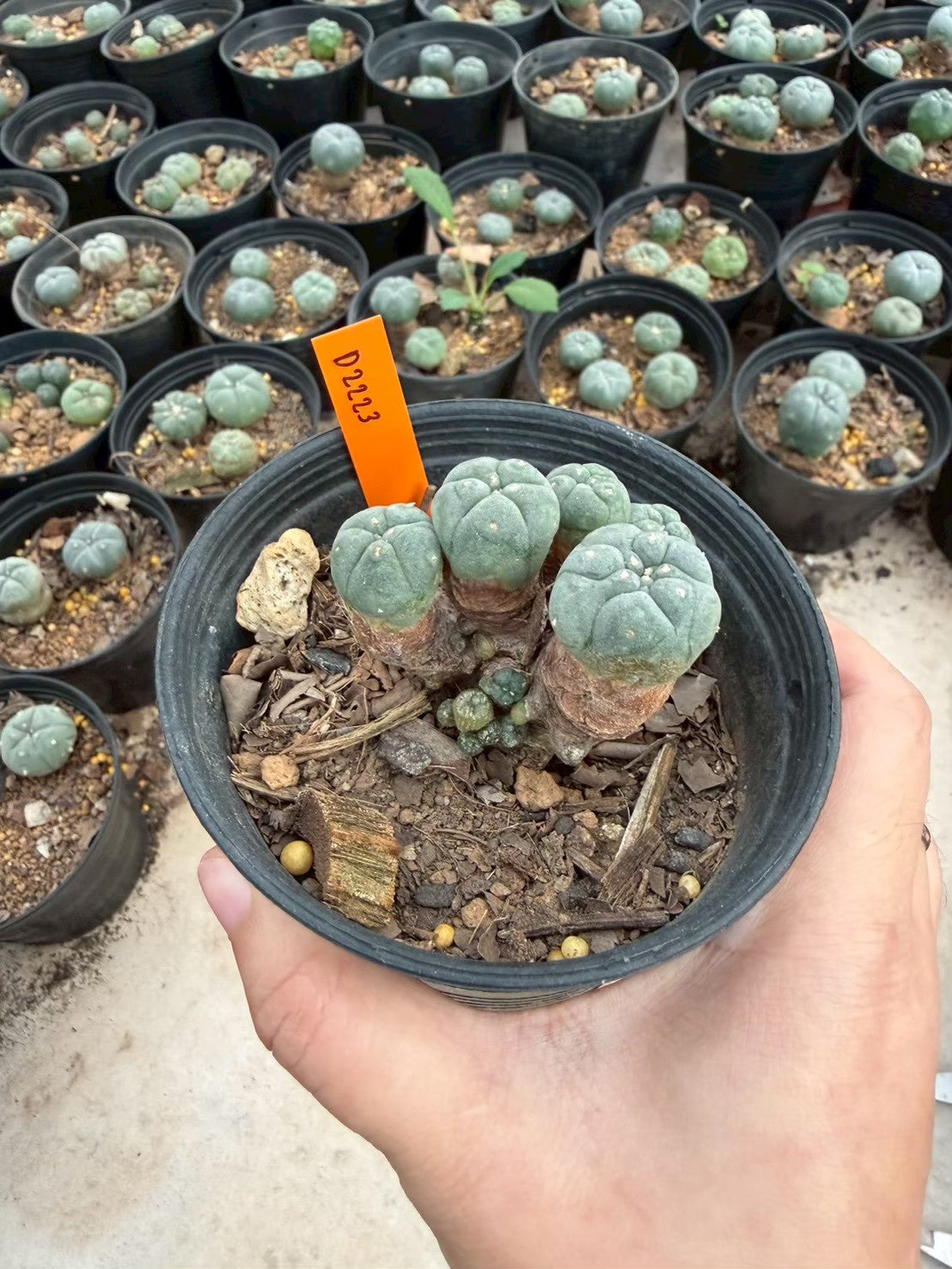 Lophophora williamsii – Peyote Cactus (Seed Grown, 3-3.5 cm, Own Root) 12 years old