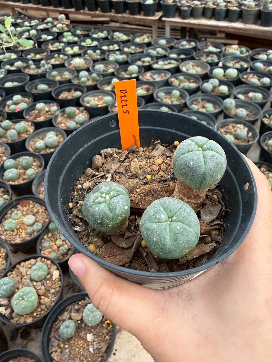 Lophophora williamsii – Peyote Cactus (Seed Grown, 3-3.5 cm, Own Root) 12 years old