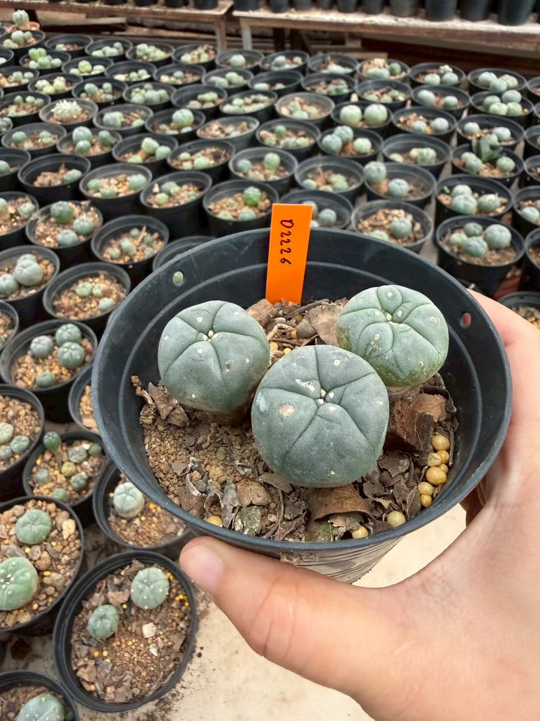 Lophophora williamsii – Peyote Cactus (Seed Grown, 3-3.5 cm, Own Root) 12 years old