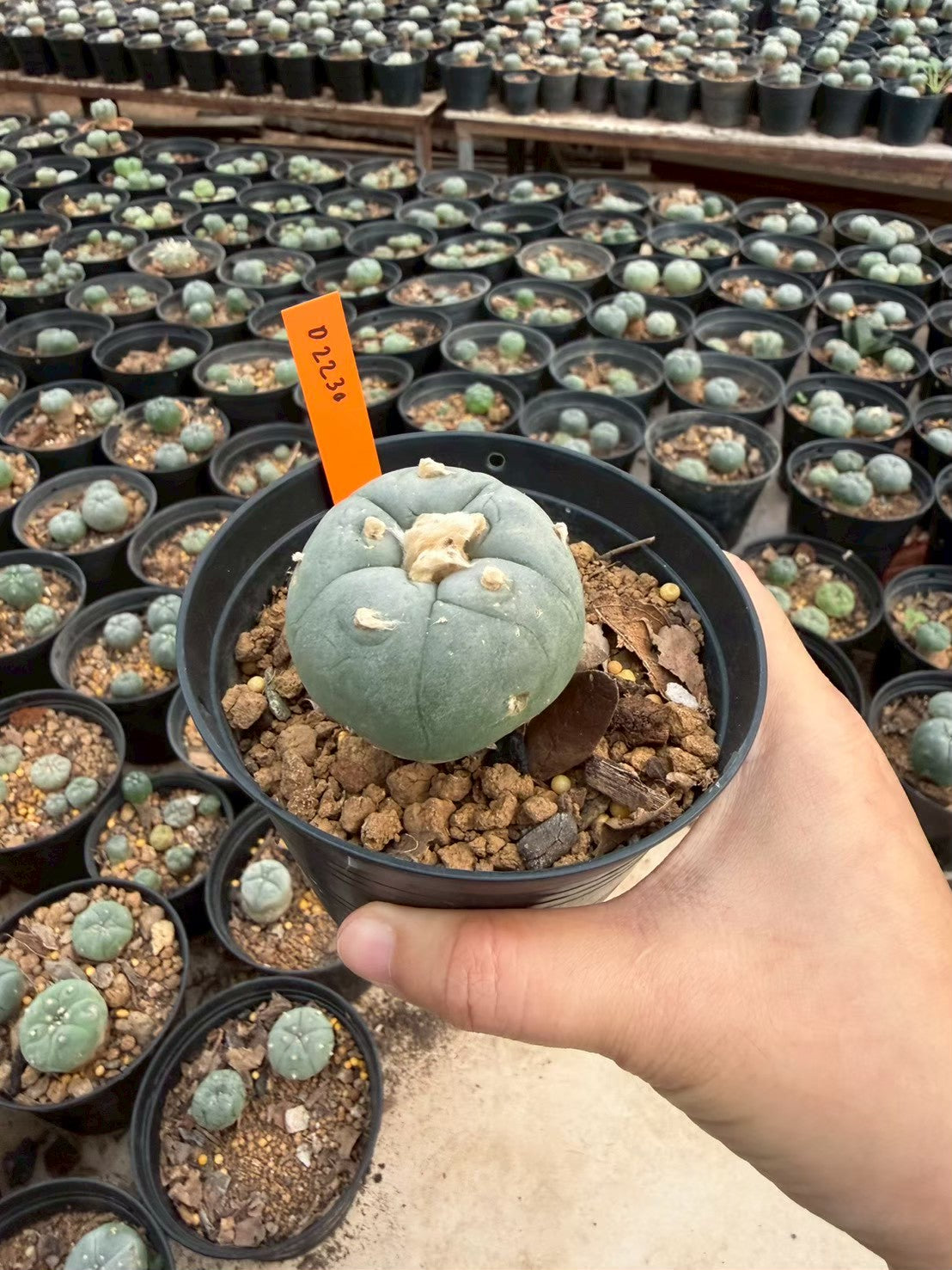 Lophophora williamsii – Peyote Cactus (Seed Grown, 3-3.5 cm, Own Root) 12 years old