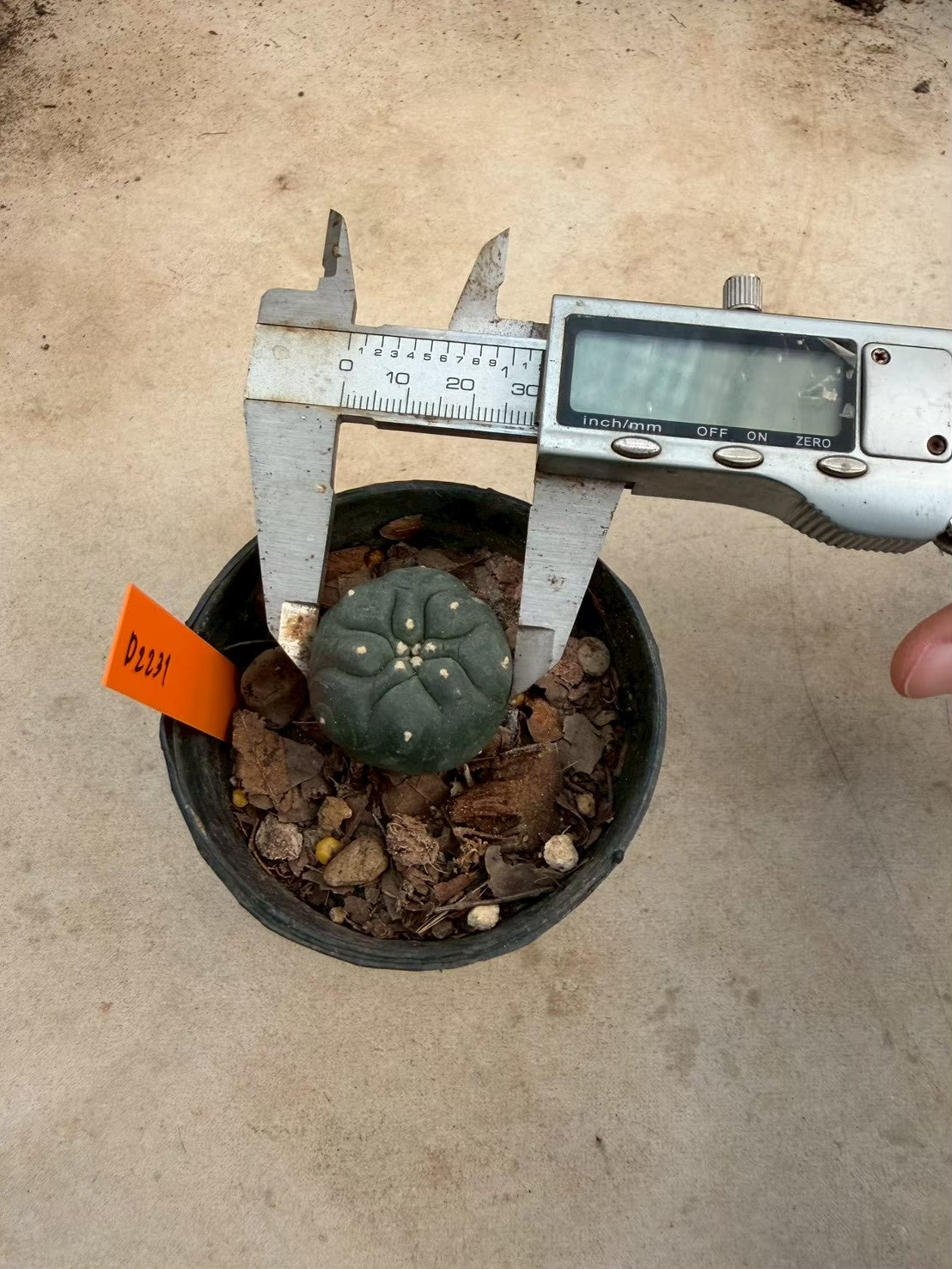 Lophophora williamsii – Peyote Cactus (Seed Grown, 3-3.5 cm, Own Root) 12 years old