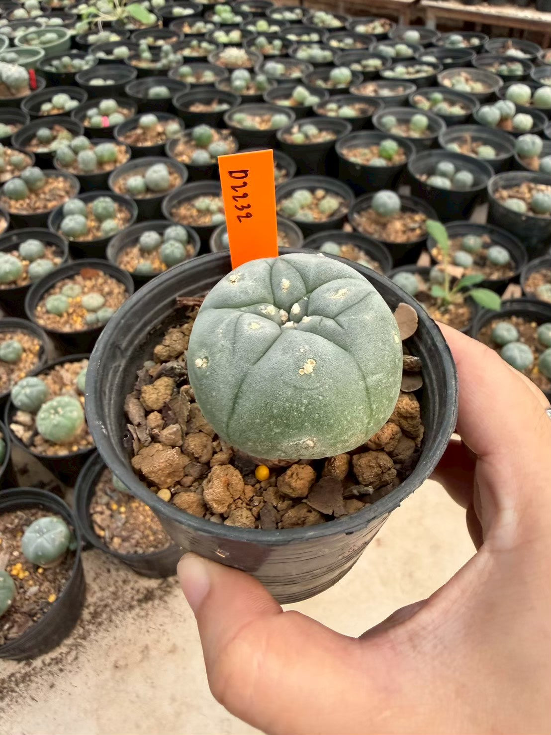 Lophophora williamsii – Peyote Cactus (Seed Grown, 3-3.5 cm, Own Root) 12 years old