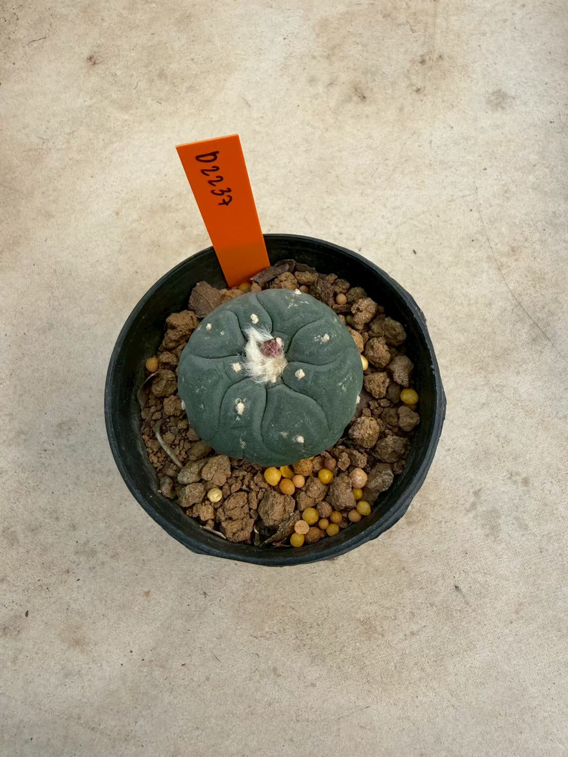 Lophophora williamsii – Peyote Cactus (Seed Grown, 3-3.5 cm, Own Root) 12 years old