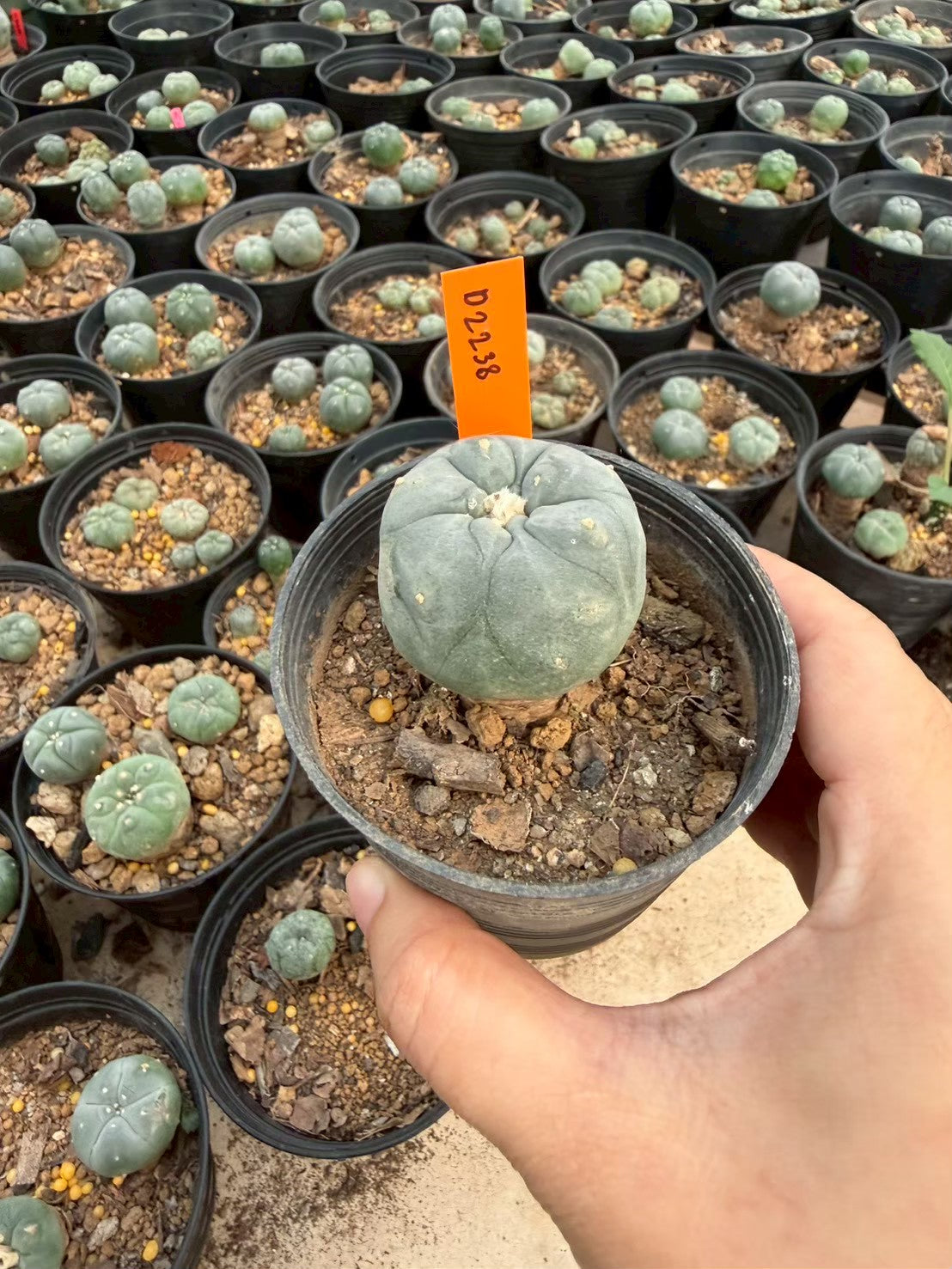 Lophophora williamsii – Peyote Cactus (Seed Grown, 3-3.5 cm, Own Root) 12 years old