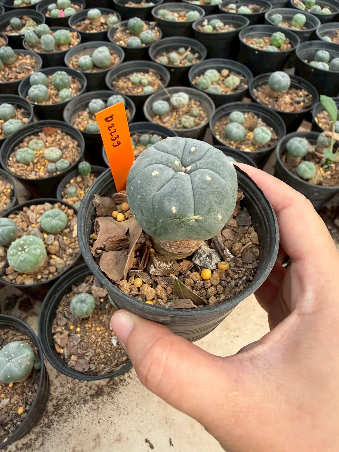 Lophophora williamsii – Peyote Cactus (Seed Grown, 3-3.5 cm, Own Root) 12 years old