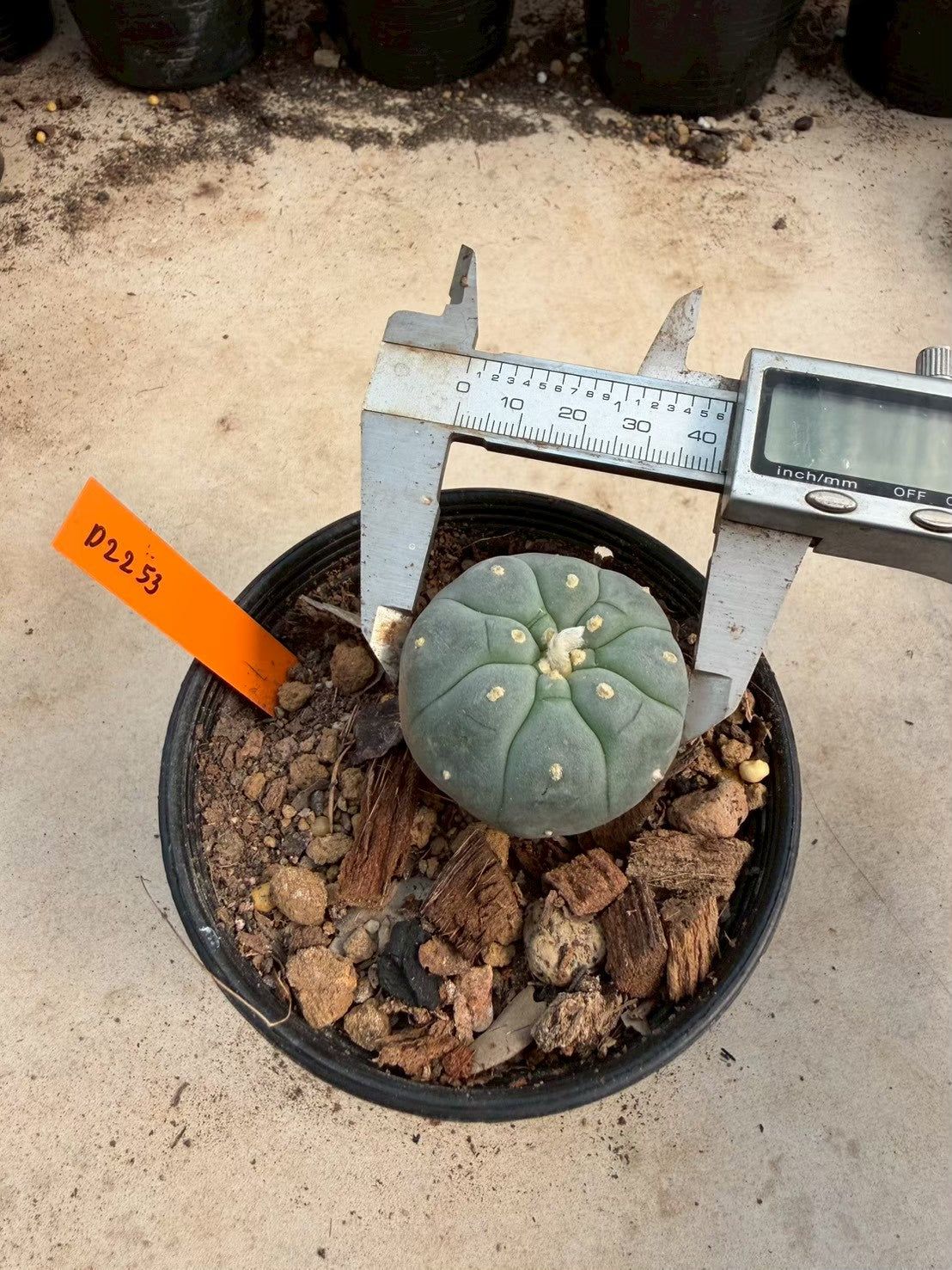 Lophophora williamsii – Peyote Cactus (Seed Grown, 3-3.5 cm, Own Root) 12 years old