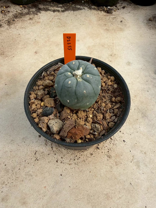 Lophophora williamsii – Peyote Cactus (Seed Grown, 3-3.5 cm, Own Root) 12 years old