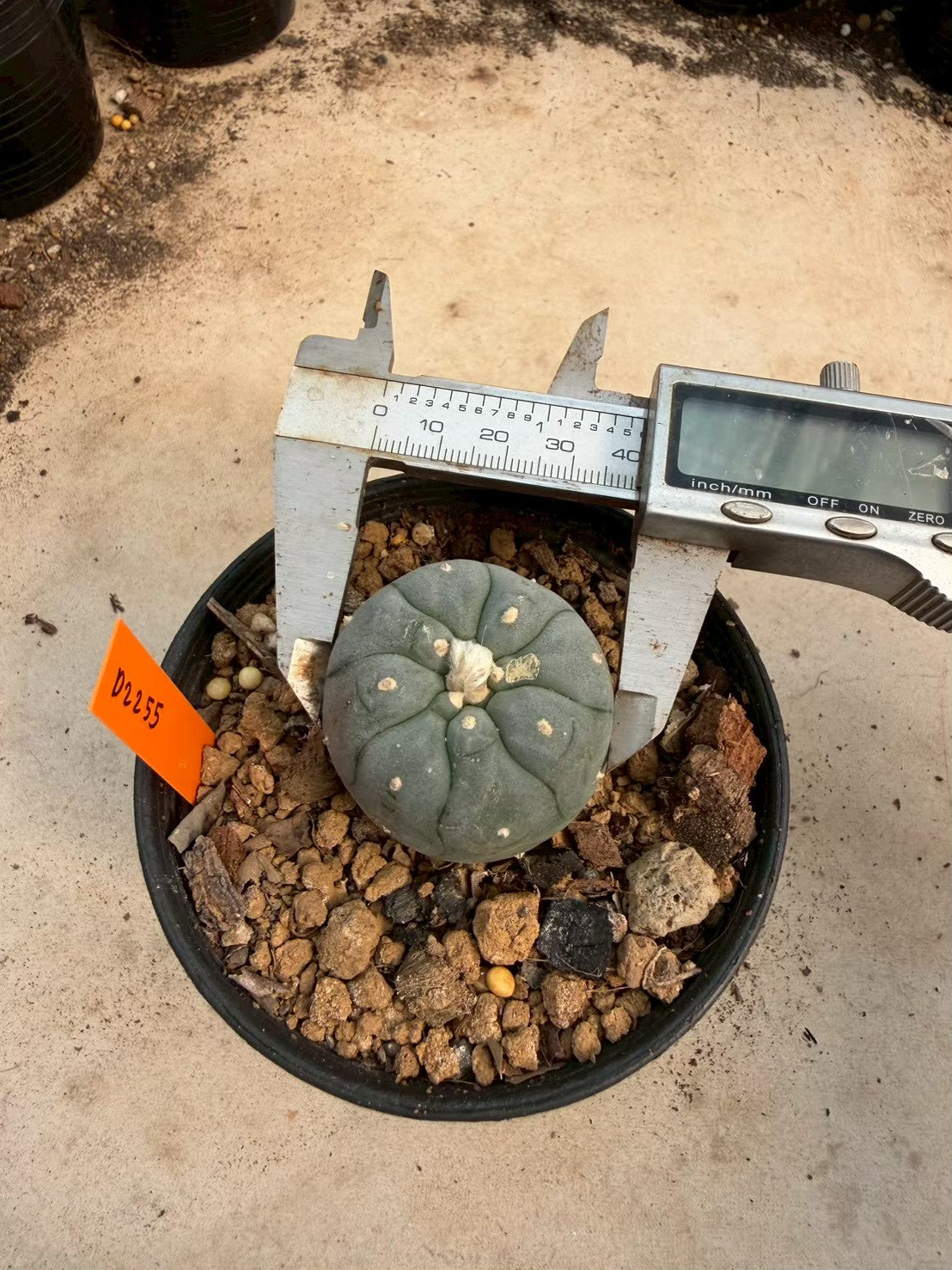 Lophophora williamsii – Peyote Cactus (Seed Grown, 3-3.5 cm, Own Root) 12 years old