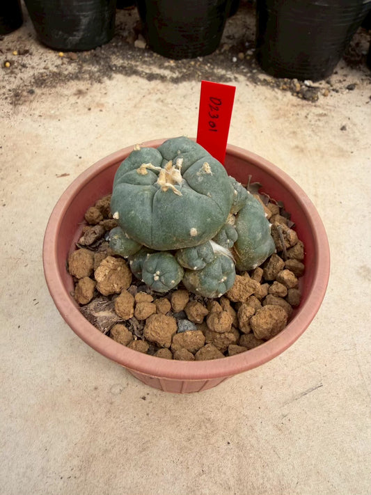 Lophophora williamsii β Peyote Cactus (Seed Grown, 3-3.5 cm, Own Root) 14 years old