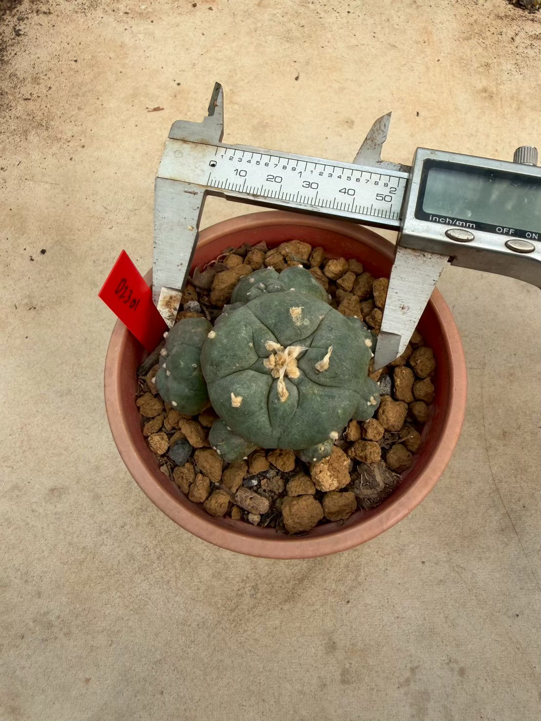 Lophophora williamsii – Peyote Cactus (Seed Grown, 3-3.5 cm, Own Root) 14 years old