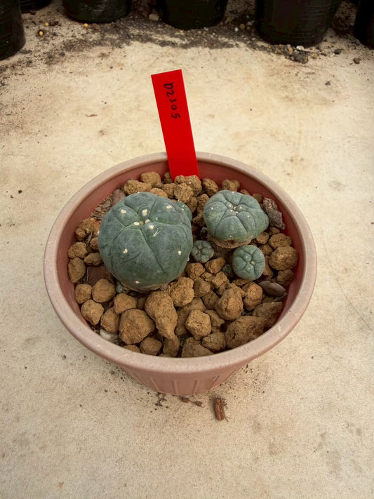 Lophophora williamsii β Peyote Cactus (Seed Grown, 3-3.5 cm, Own Root) 14 years old