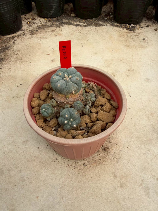 Lophophora williamsii β Peyote Cactus (Seed Grown, 3-3.5 cm, Own Root) 14 years old