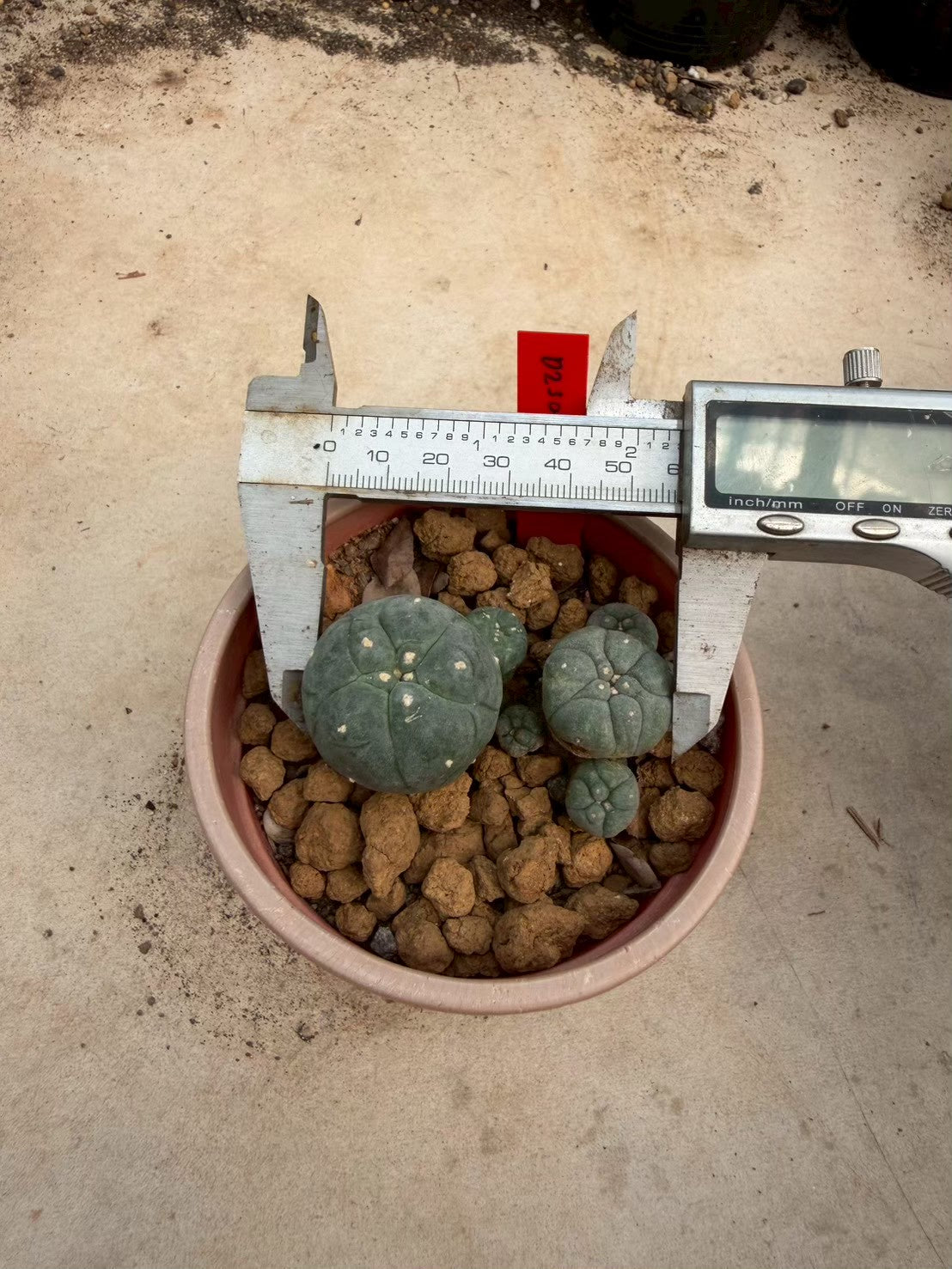 Lophophora williamsii – Peyote Cactus (Seed Grown, 3-3.5 cm, Own Root) 14 years old