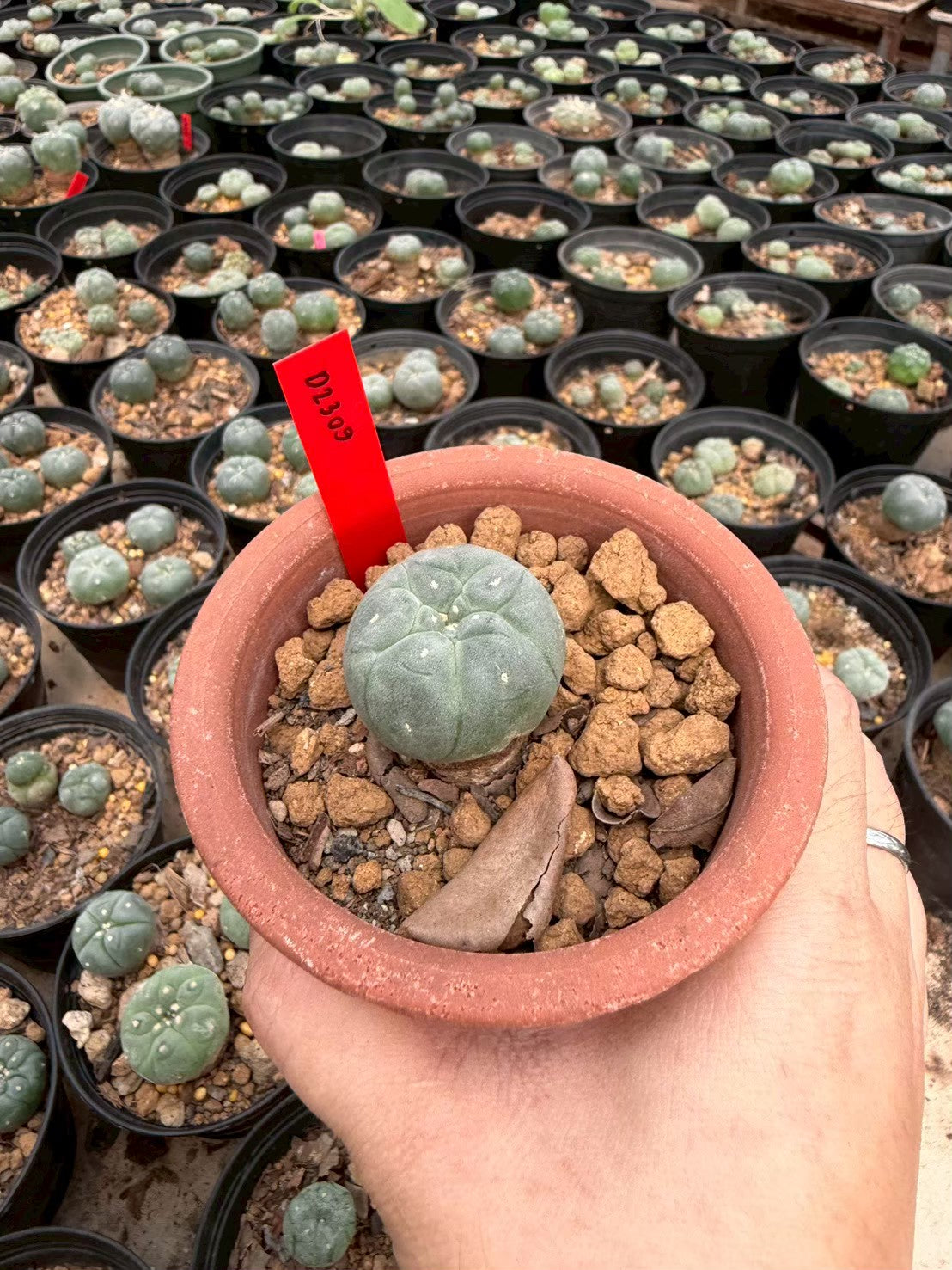 Lophophora williamsii – Peyote Cactus (Seed Grown, 2-2.5 cm, Own Root) 10 years old