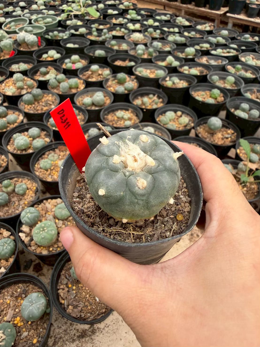 Lophophora williamsii – Peyote Cactus (Seed Grown, 4-4.5 cm, Own Root) 14 years old