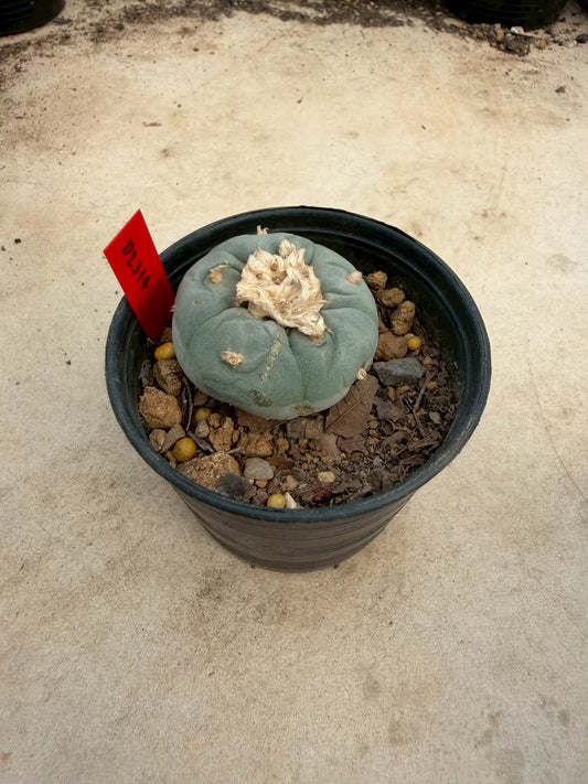 Lophophora Fricii – Cactus (Seed Grown, 3-3.5 cm, Own Root) 14 years old