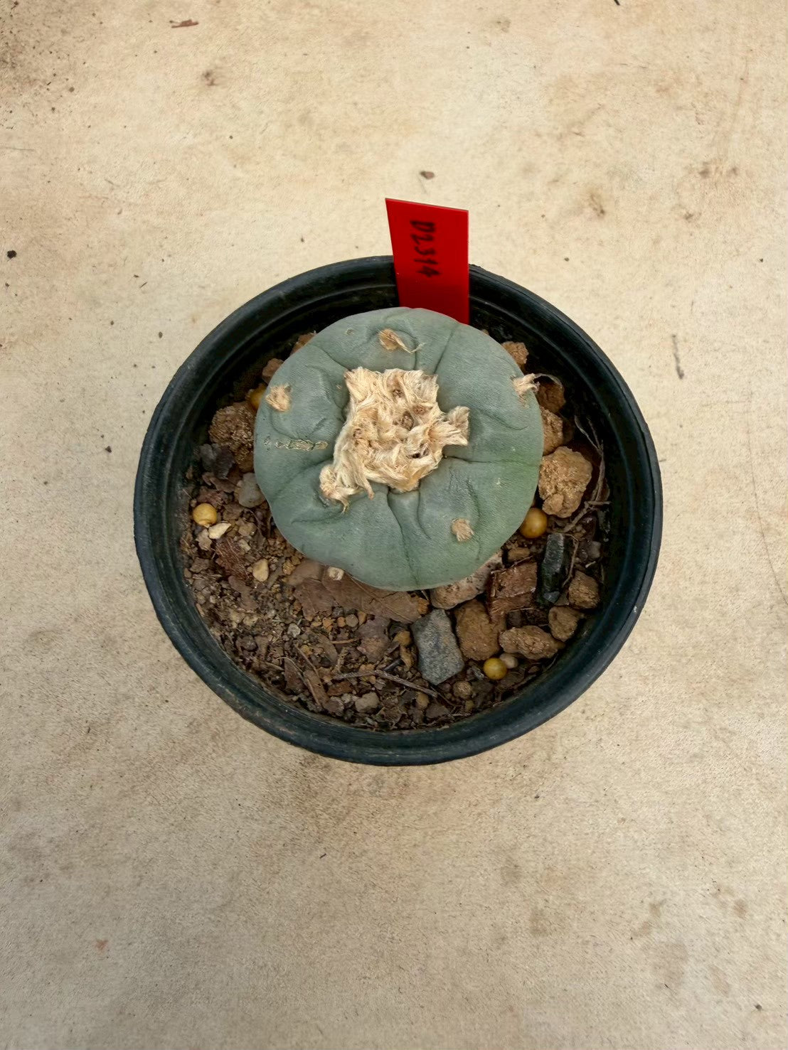 Lophophora Fricii – Cactus (Seed Grown, 3-3.5 cm, Own Root) 14 years old