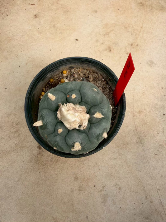 Lophophora williamsii – Peyote Cactus (Seed Grown, 4-4.5 cm, Own Root) 14 years old