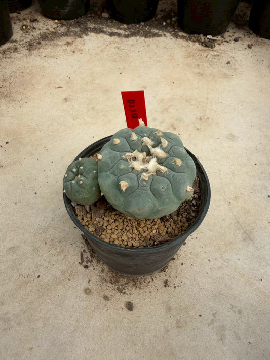Lophophora williamsii – Peyote Cactus (Seed Grown, 5-6 cm, Own Root) 14 years old