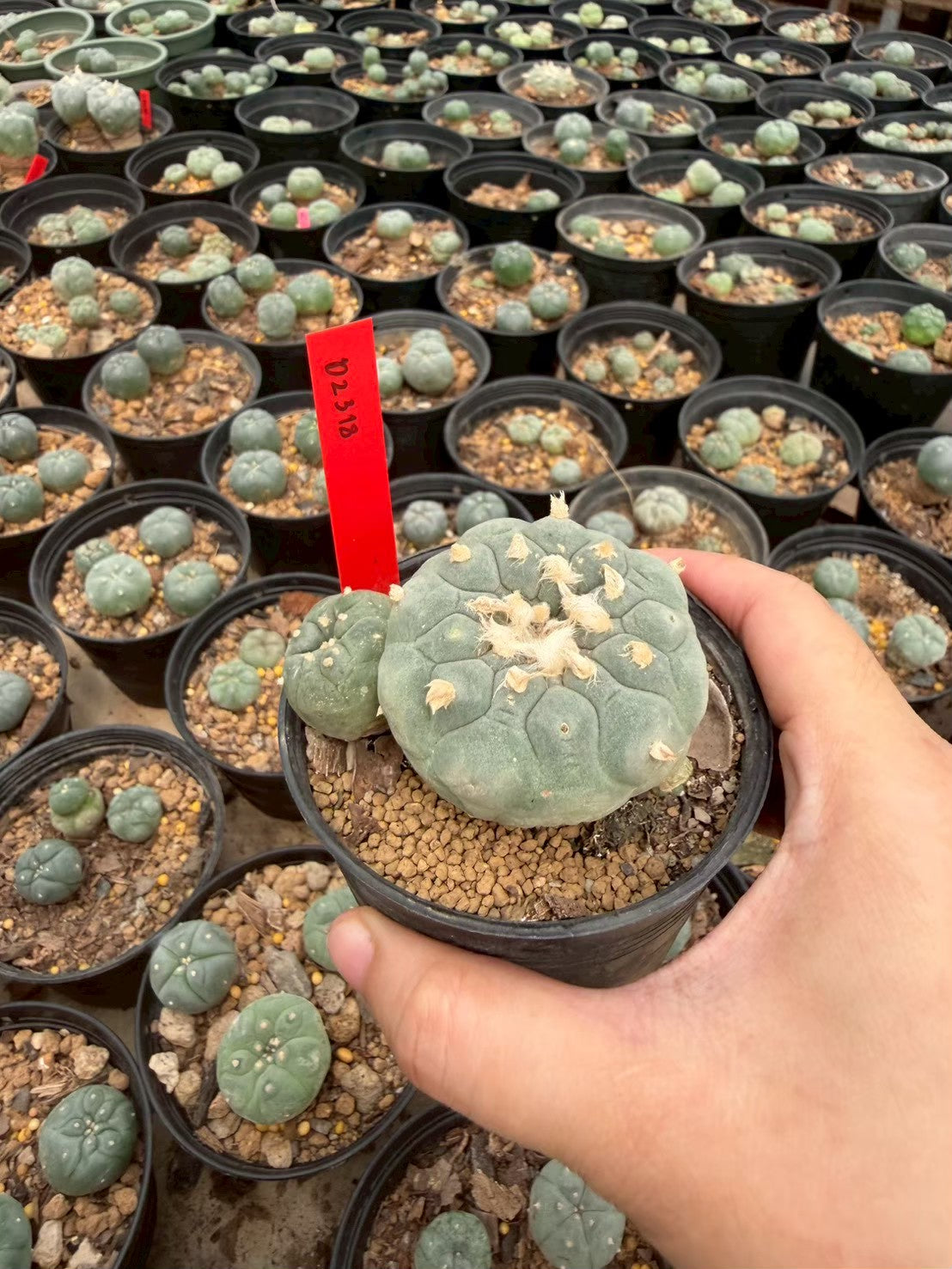 Lophophora williamsii – Peyote Cactus (Seed Grown, 5-6 cm, Own Root) 14 years old