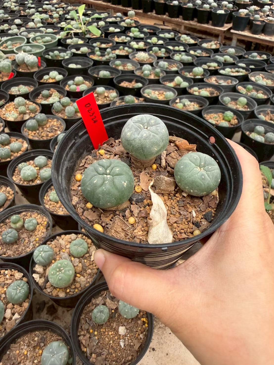 Lophophora williamsii – Peyote Cactus (Seed Grown, 3-3.5 cm, Own Root) 14 years old