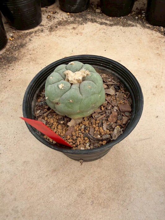 Lophophora Fricii – Cactus (Seed Grown, 3-3.5 cm, Own Root) 14 years old