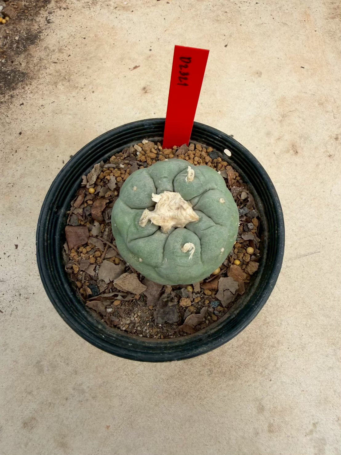 Lophophora Fricii – Cactus (Seed Grown, 3-3.5 cm, Own Root) 14 years old