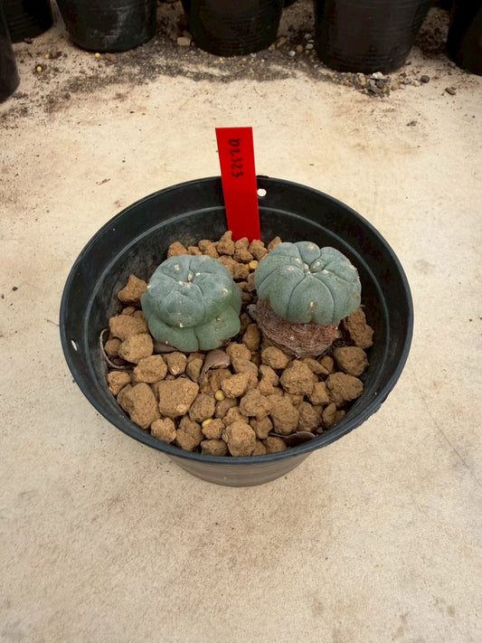 Lophophora williamsii β Peyote Cactus (Seed Grown, 3-3.5 cm, Own Root) 14 years old