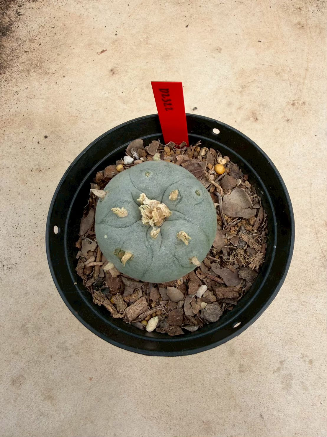 Lophophora williamsii – Peyote Cactus (Seed Grown, 3-3.5 cm, Own Root) 14 years old