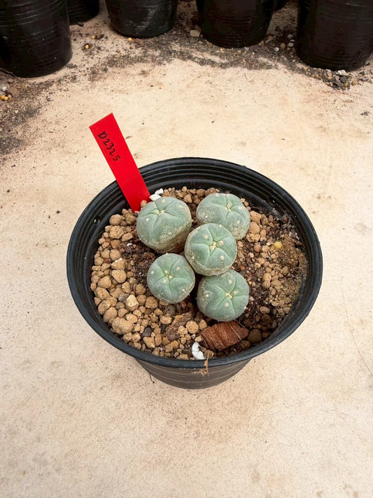 Lophophora williamsii β Peyote Cactus (Seed Grown, 3-3.5 cm, Own Root) 14 years old