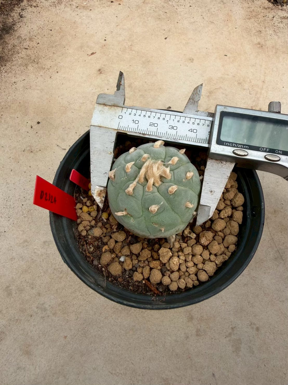 Lophophora Ooibo – Cactus (Seed Grown, 3-3.5 cm, Own Root) 14 years old