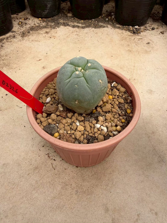 Lophophora williamsii β Peyote Cactus (Seed Grown, 3-3.5 cm, Own Root) 14 years old
