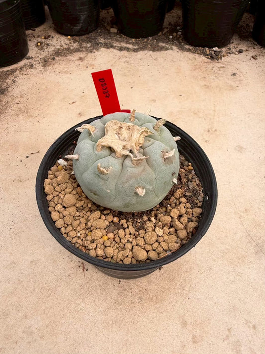 Lophophora Fricii – Peyote Cactus (Seed Grown, 4-5 cm, Own Root) 14 years old