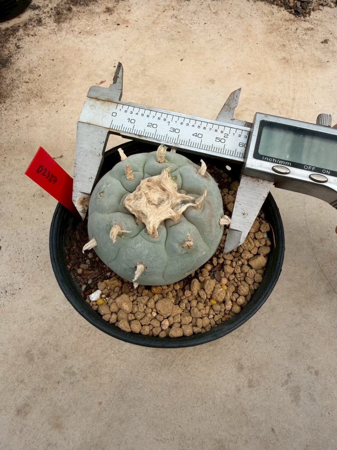 Lophophora Fricii – Peyote Cactus (Seed Grown, 4-5 cm, Own Root) 14 years old