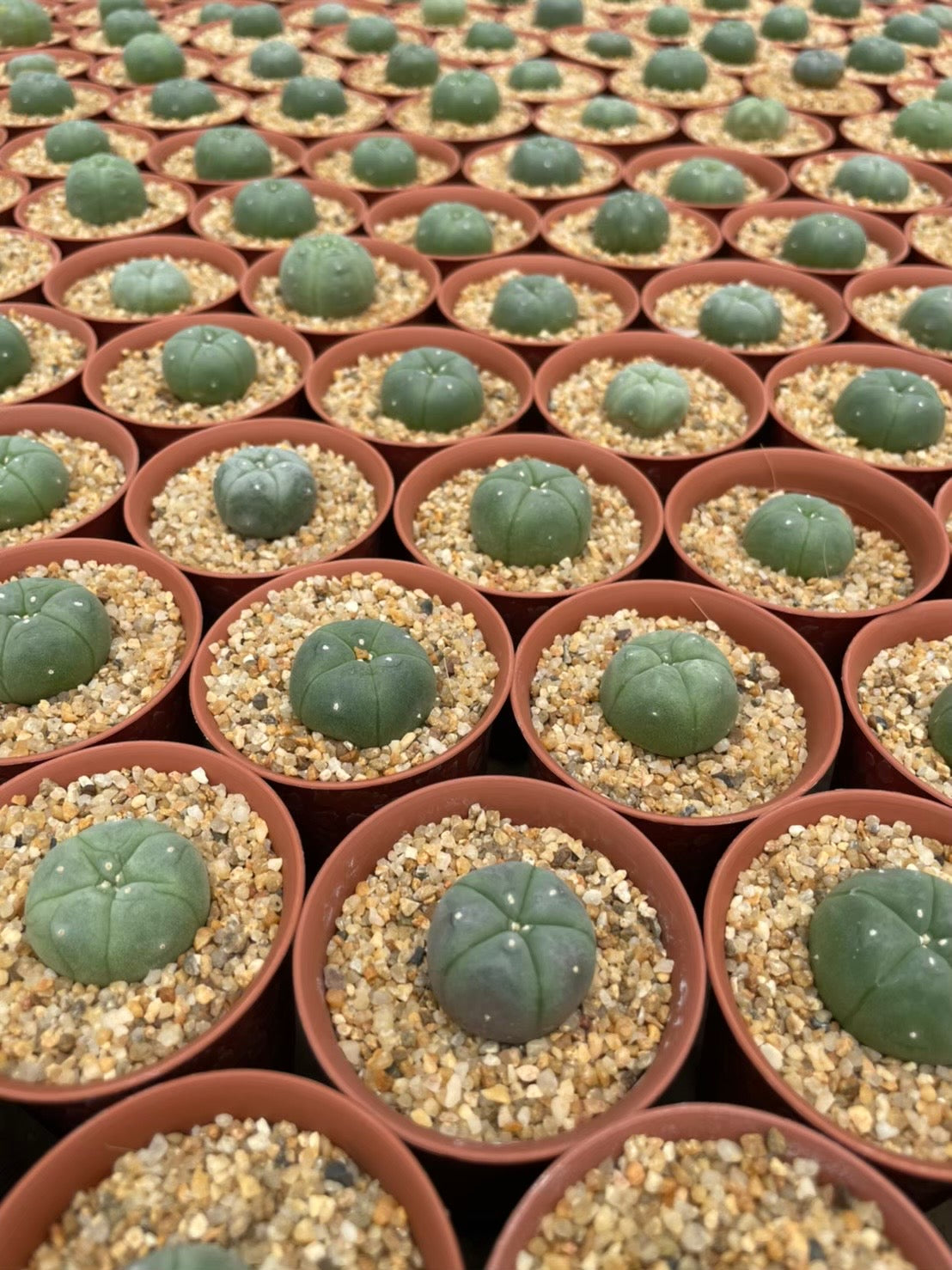 Lophophora williamsii size 3 cm – sandbridgefarm