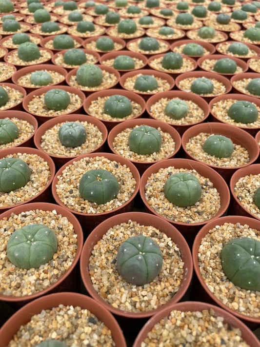 Lophophora williamsii size 3 cm