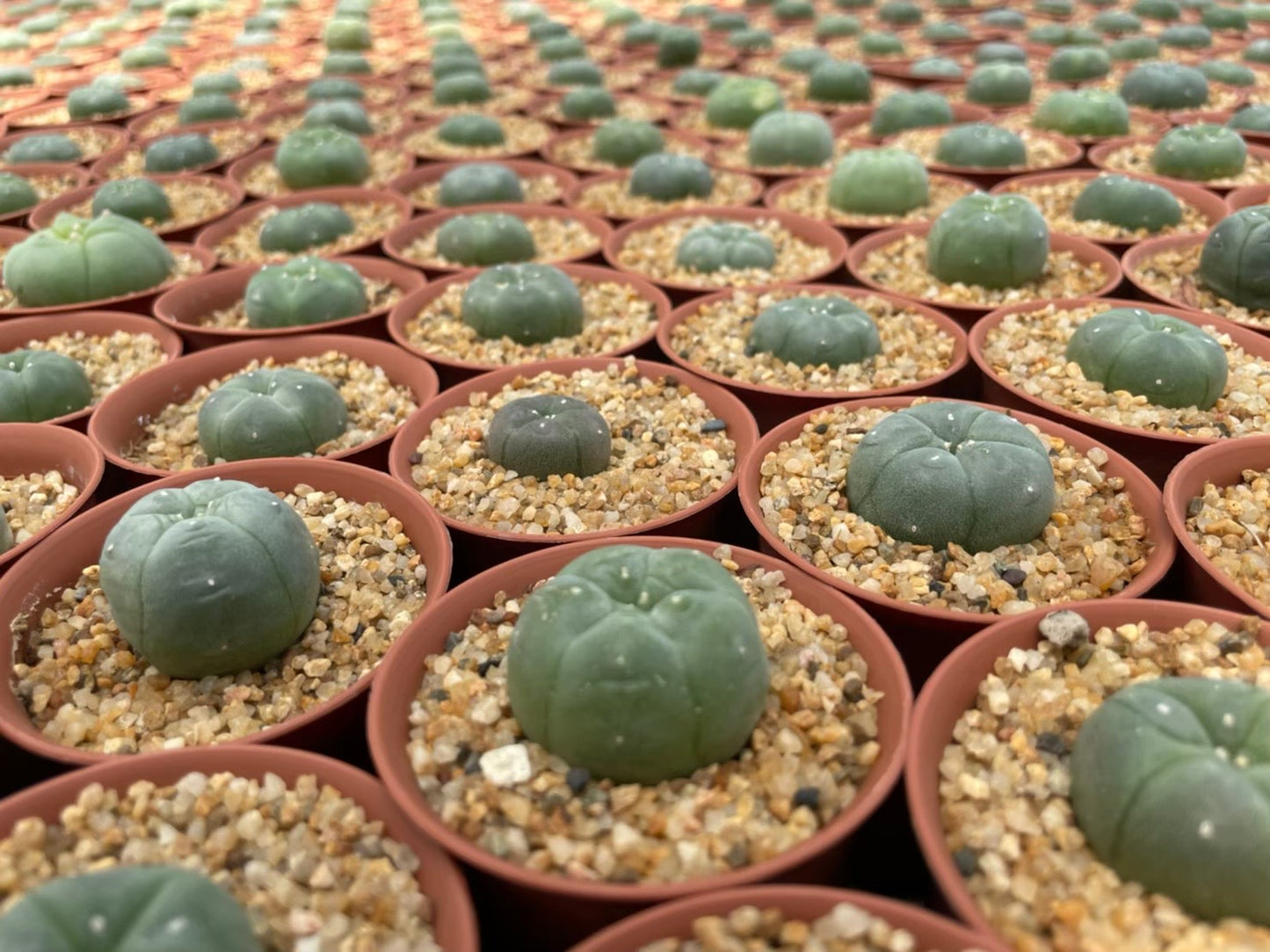 Lophophora williamsii size 3 cm