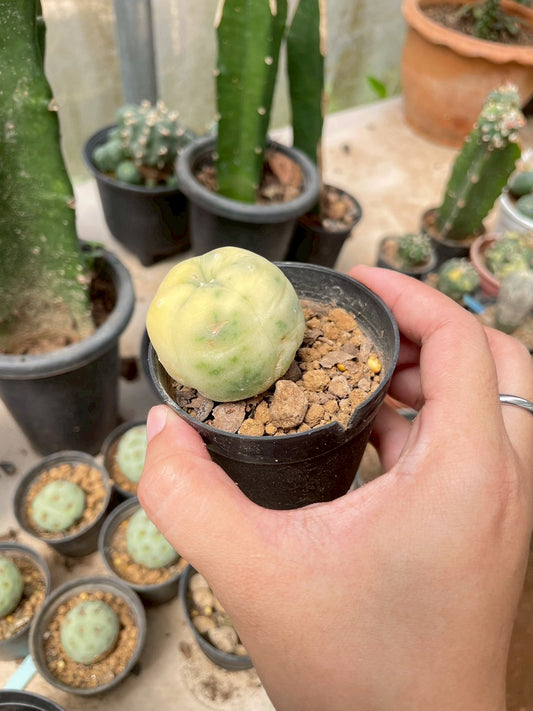 Lophophora Williamsii Variegata | Own Root | Size 3-4 cm | Rare Cactus
