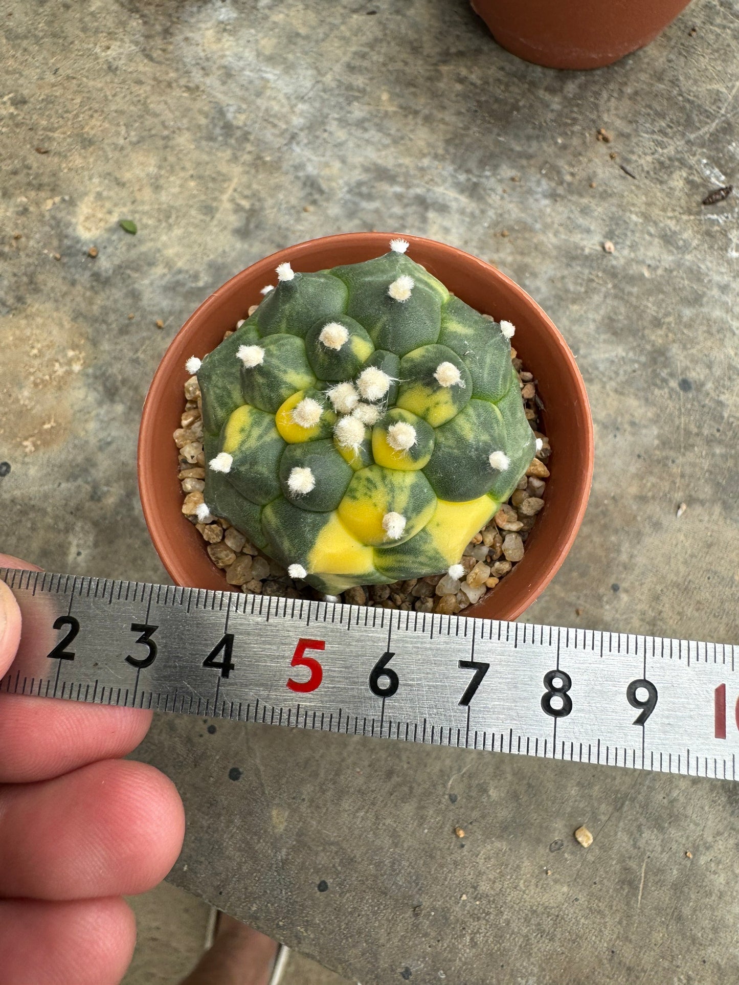 Rare Astrophytum asterias nudum 'Kikko' (Seed-Grown) – Premium Collector's Cactus
