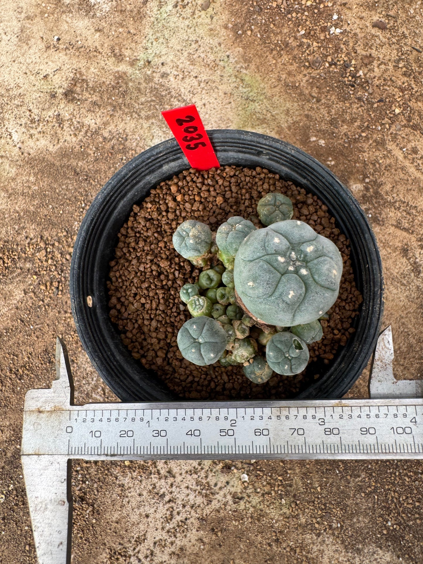 Lophophora williamsii – Peyote Cactus (4-6 cm, Own Root)