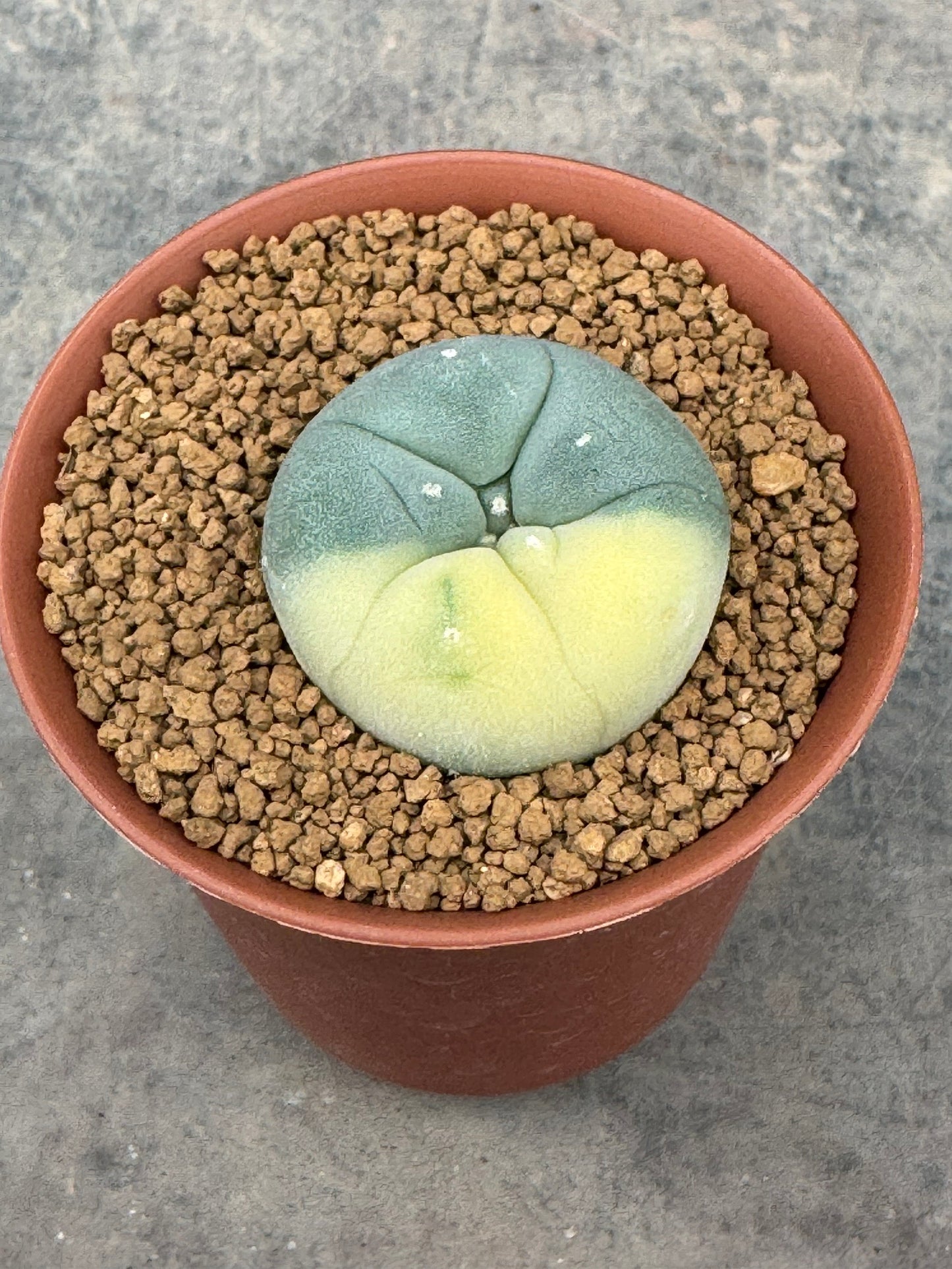 Lophophora williamsii variegate – Peyote Cactus (Seed Grown, 2-3 cm, Own Root) 10 years old