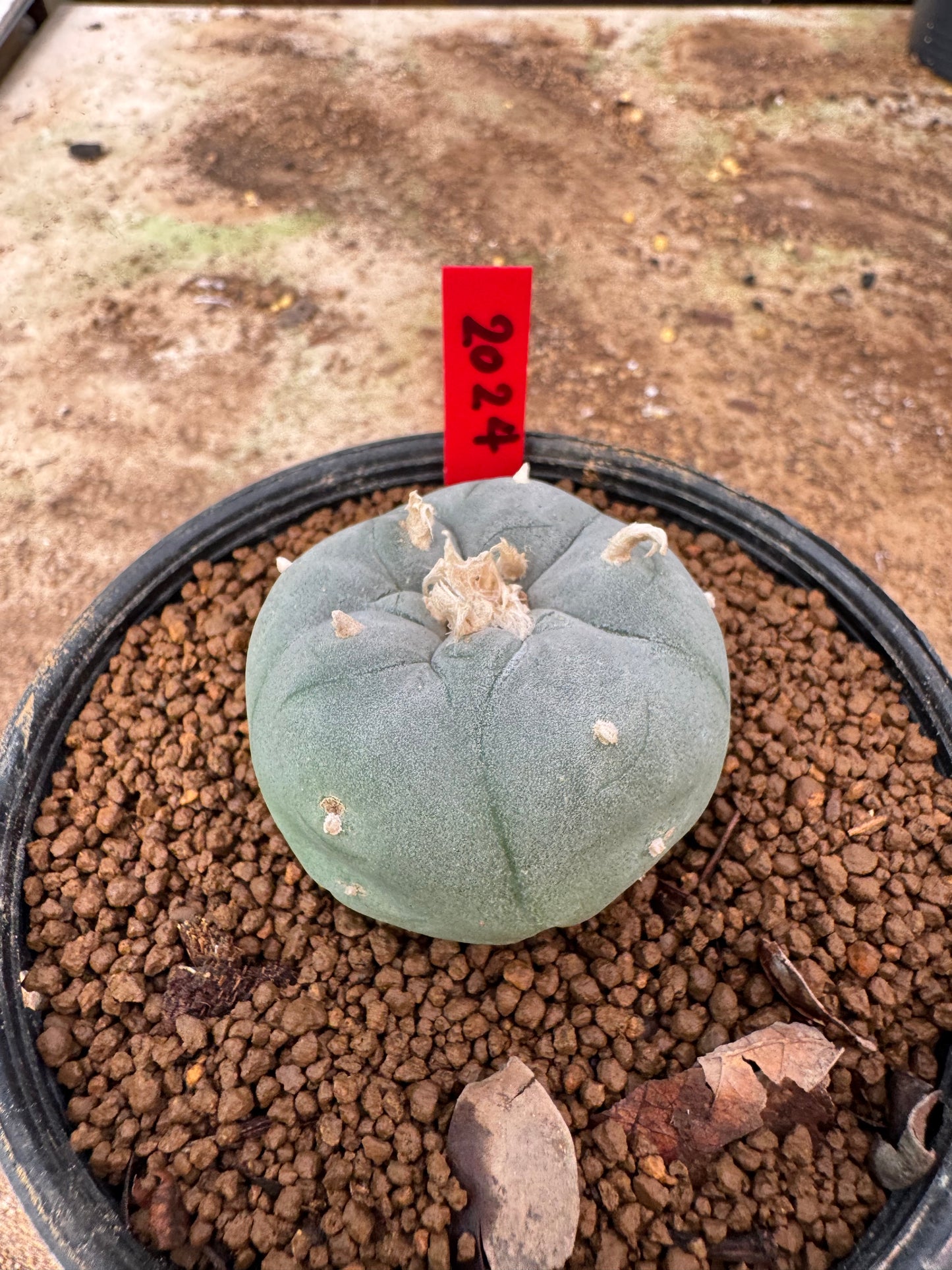 Lophophora williamsii – Peyote Cactus (6–7 cm, Own Root)