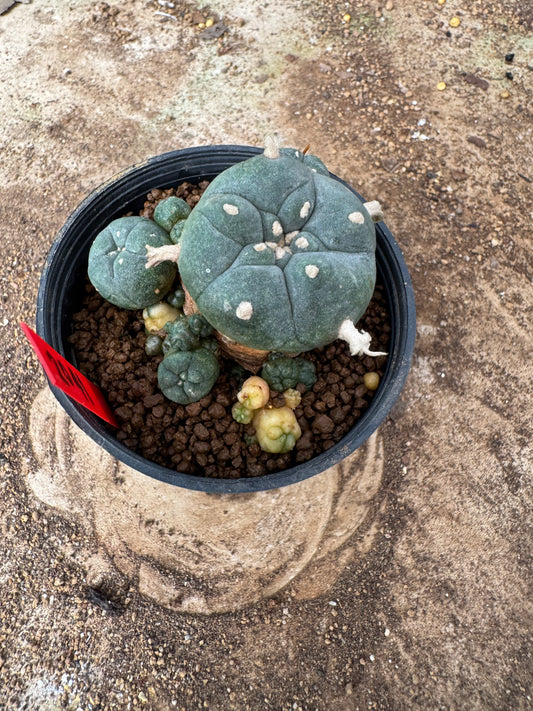 Lophophora williamsii – Peyote Cactus (4-6 cm, Own Root)