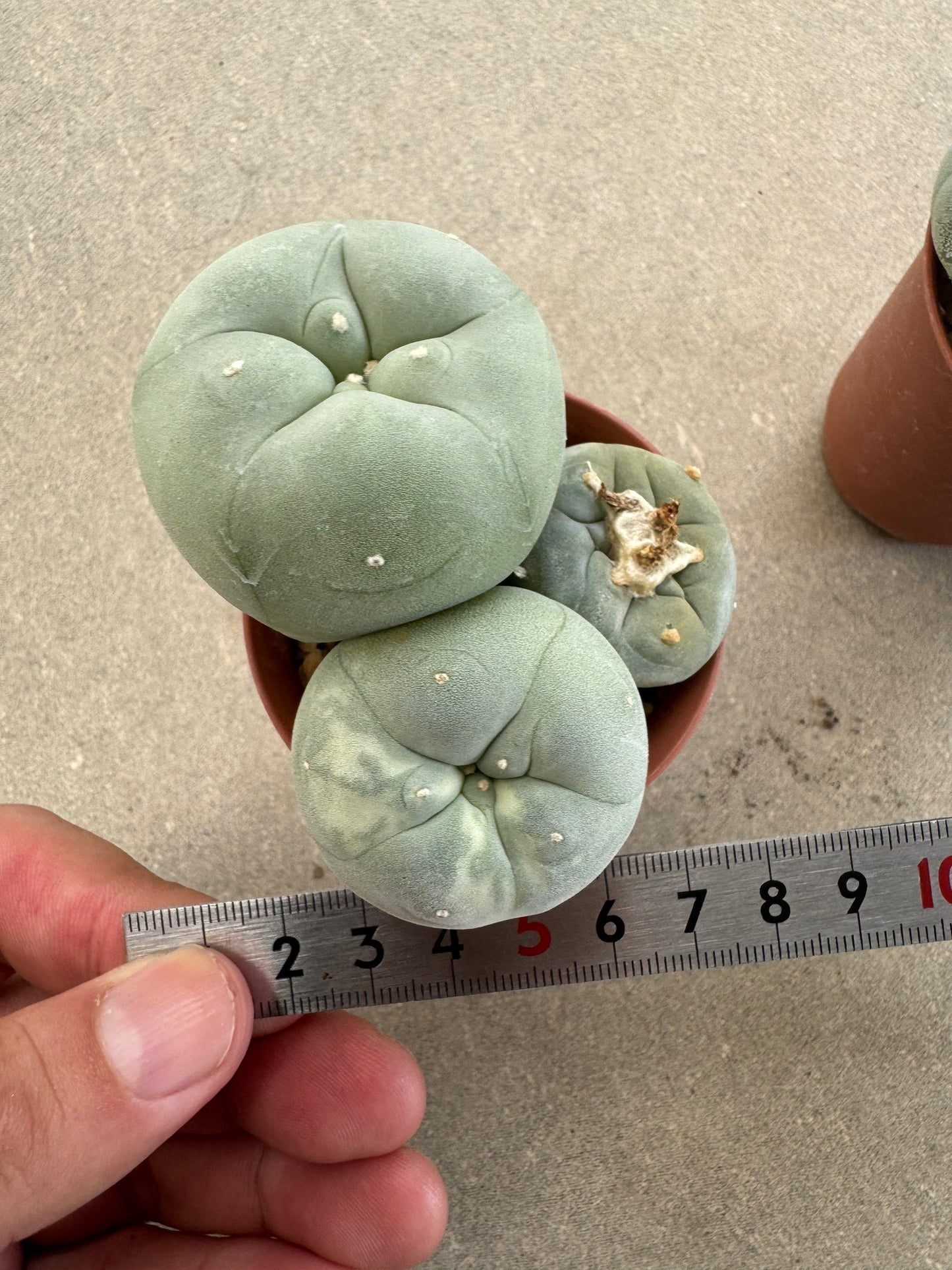 Rare Variegated Lophophora fricii Set | 2-Pot Collector's Bundle