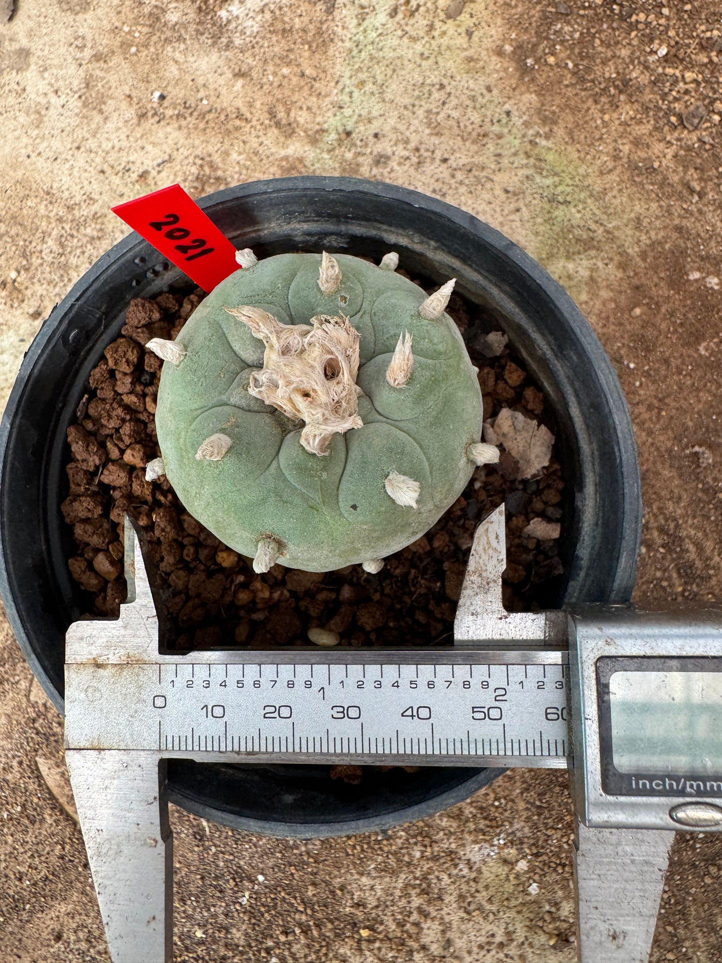Lophophora williamsii – Peyote Cactus (6–7 cm, Own Root)